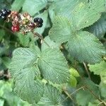 Rubus vestitus fruit picture by Olivier Le Gall (cc-by-sa)