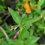 Jasminum beesianum leaf picture by Michael Ellingham (cc-by-sa)