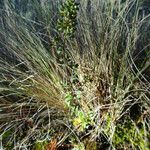 Draba jorullensis habit picture by Fabien Anthelme (cc-by-sa)