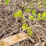 Liquidambar styraciflua habit picture by Joanne Lacrete (cc-by-sa)