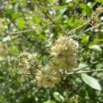 Lawsonia inermis flower picture by Armand RAIMONE (cc-by-sa)