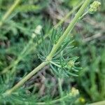 Galium glaucum leaf picture by Daniel Bourget (cc-by-sa)