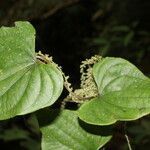 Dioscorea matagalpensis habit picture by Nelson Zamora Villalobos (cc-by-nc)