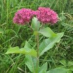 Asclepias purpurascens flower picture by Brandon Sherman (cc-by-sa)