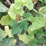 Cucurbita pepo habit picture by Pierre Bonnet (cc-by-nc)