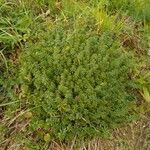 Galium sylvaticum habit picture by Antoine Venobre (cc-by-sa)