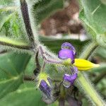 Solanum mammosum flower picture by Pierre Bonnet (cc-by-sa)