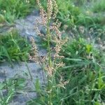 Rumex thyrsiflorus flower picture by Jaak Pärtel (cc-by-sa)