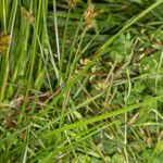 Carex leporina habit picture by Martin Bishop (cc-by-sa)