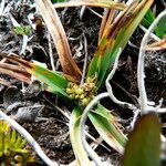 Carex brachycalama flower picture by Fabien Anthelme (cc-by-sa)