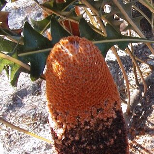 Banksia gardneri unspecified picture