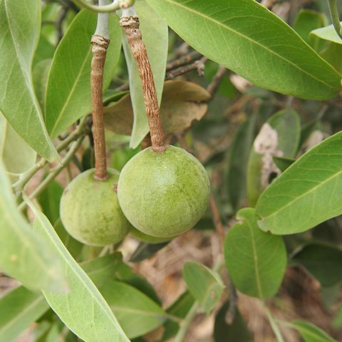 Capparis lasiantha unspecified picture