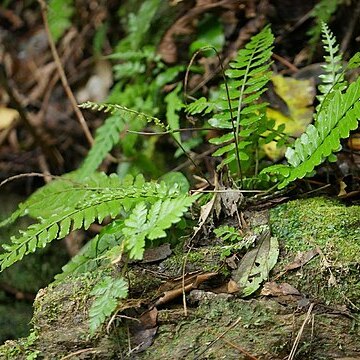 Bolbitis appendiculata unspecified picture