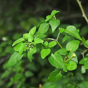 Lycianthes shanesii unspecified picture