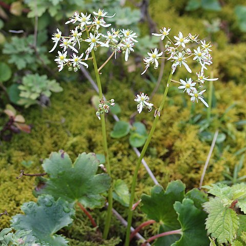 Saxifraga fortunei unspecified picture