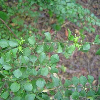 Catesbaea melanocarpa unspecified picture