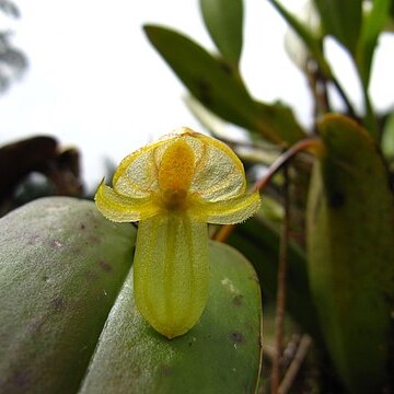 Pleurothallis octavioi unspecified picture