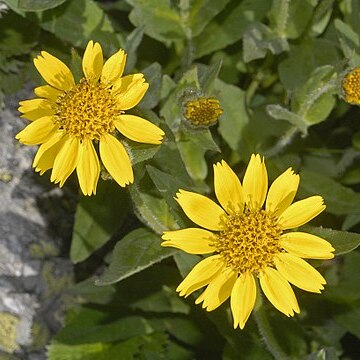 Arnica nevadensis unspecified picture