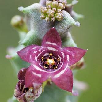 Apteranthes europaea subsp. europaea unspecified picture