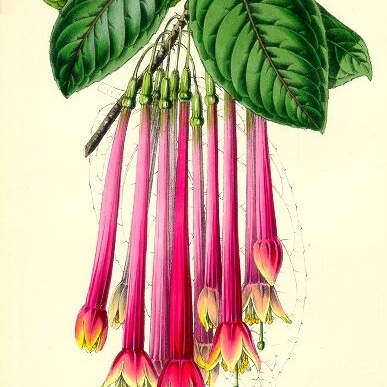 Fuchsia apetala unspecified picture