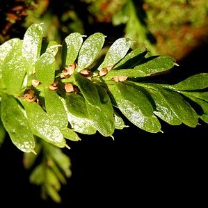 Tmesipteris ovata unspecified picture