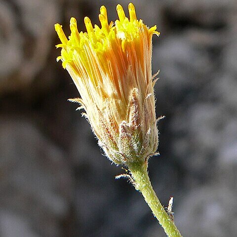 Bebbia juncea var. aspera unspecified picture