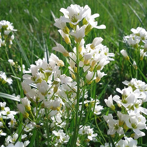 Cardamine matthioli unspecified picture