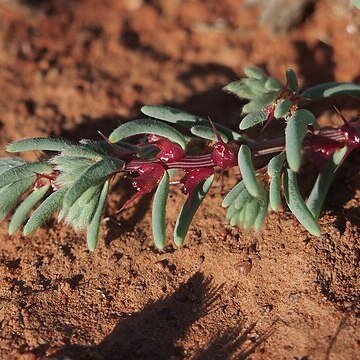 Sclerolaena crenata unspecified picture