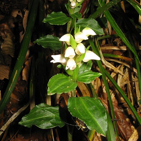 Goodyera henryi unspecified picture