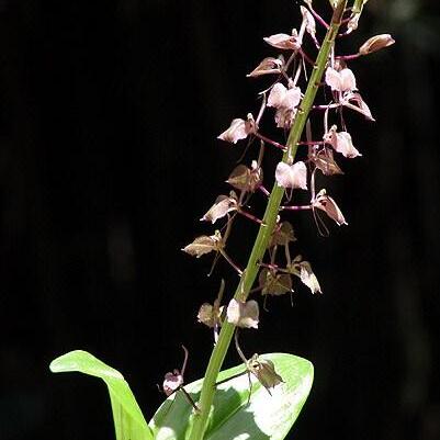 Liparis elongata unspecified picture