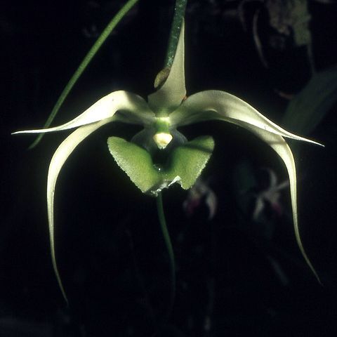 Erasanthe henrici unspecified picture