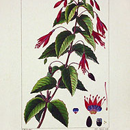 Fuchsia coccinea unspecified picture