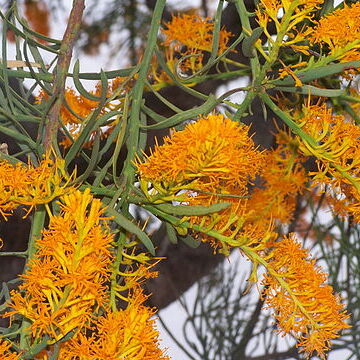 Nuytsia floribunda unspecified picture