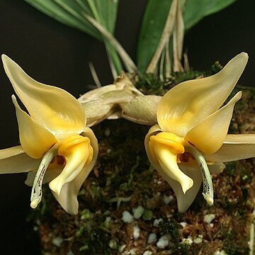 Stanhopea avicula unspecified picture