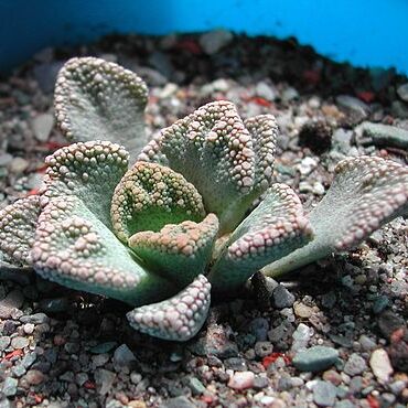 Titanopsis calcarea unspecified picture