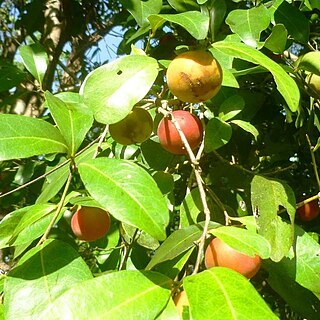 Garcinia warrenii unspecified picture