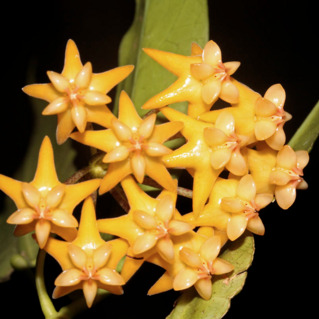 Hoya platycaulis unspecified picture