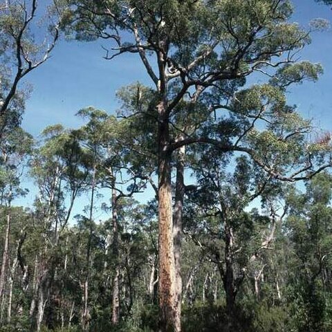 Eucalyptus brevistylis unspecified picture