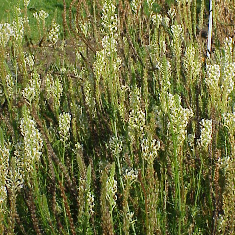 Hebenstretia integrifolia unspecified picture