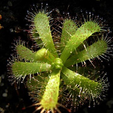 Drosera trinervia unspecified picture