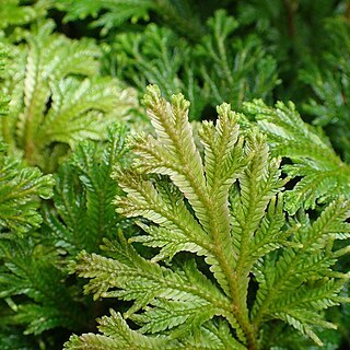 Selaginella martensii unspecified picture