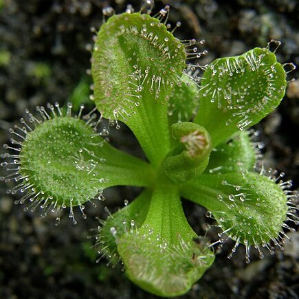 Drosera whittakeri unspecified picture