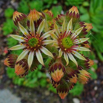 Sempervivum pittonii unspecified picture