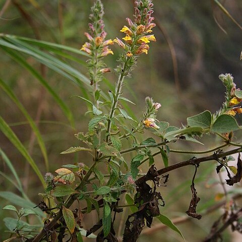 Lindenbergia philippensis unspecified picture