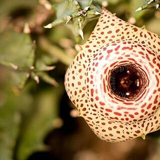 Huernia guttata unspecified picture