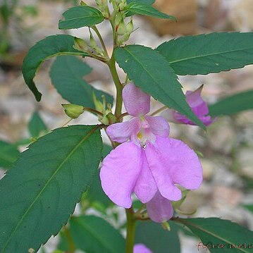 Impatiens leschenaultii unspecified picture