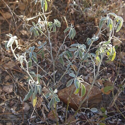 Indigofera ewartiana unspecified picture