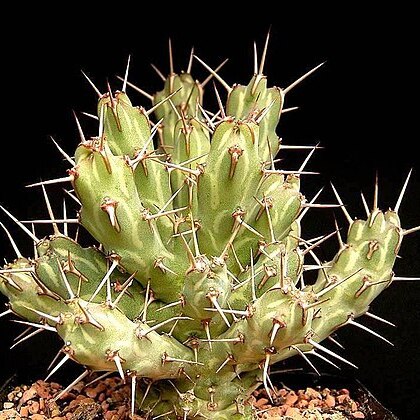 Euphorbia erigavensis unspecified picture