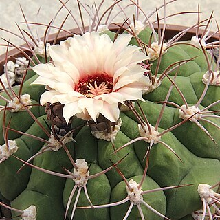 Gymnocalycium pflanzii unspecified picture