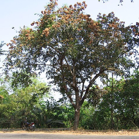 Terminalia paniculata unspecified picture